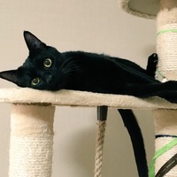 クロ