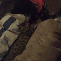 「夜寝る習慣」サムネイル2