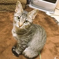 きぃ
