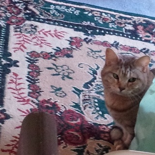 2匹は退去期限で保健所行きになってしまうニャ～！