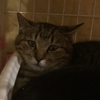 元気いっぱいのキジトラ男の子！