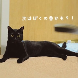 ツヤピカ黒猫＜アンドルー＞