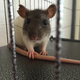 ファンシーラット数種 単独お迎えも相談