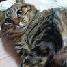 ニャニャコ!! さん