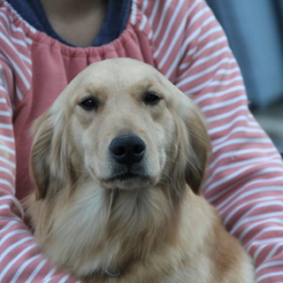 ゴールデン　3才５か月女の子　～繁殖犬引退～