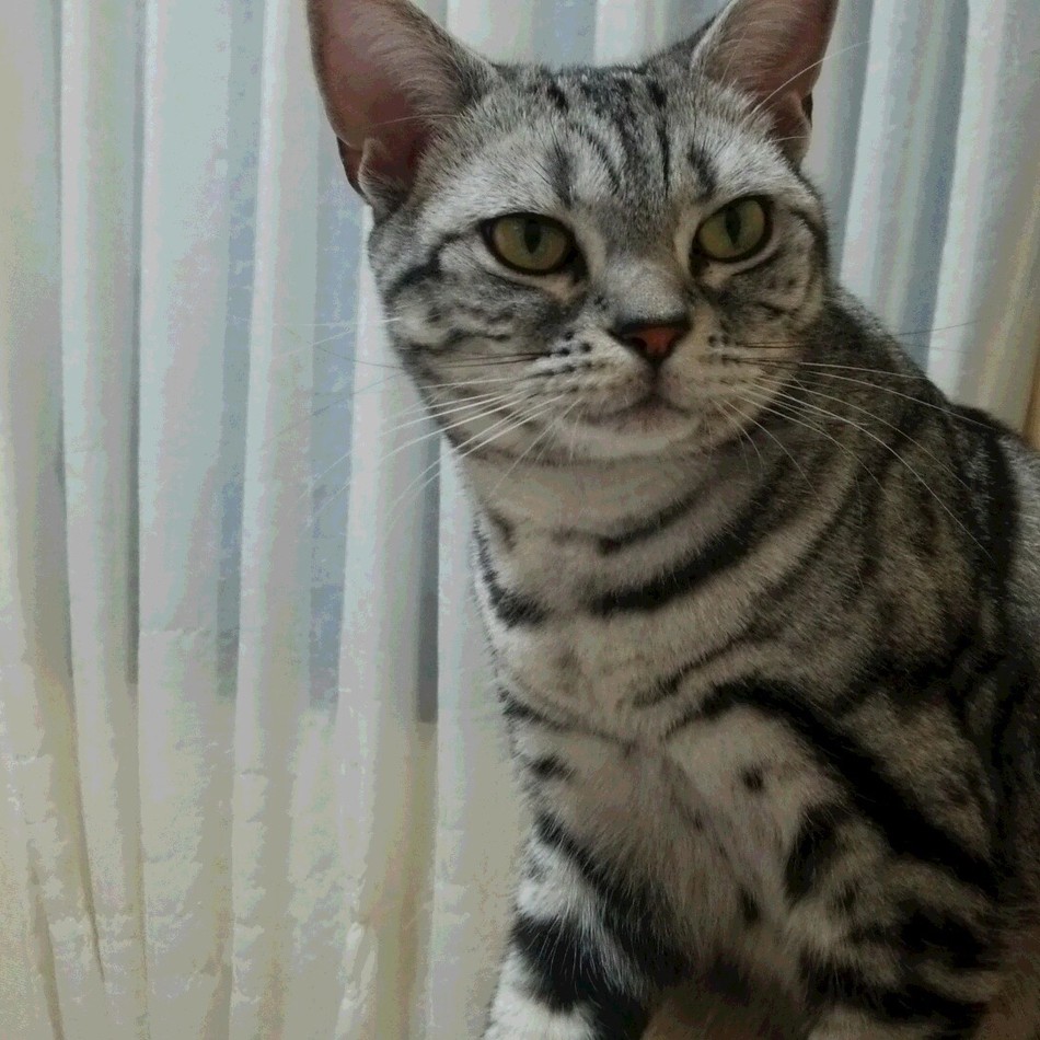 あんずのカバー写真