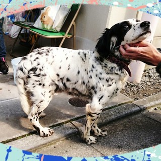 おっとり❤イングリッシュセッター❤7歳くらい