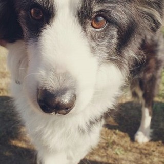 ボーダーコリーシェリ♀　里親募集中！