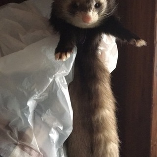 决定しまいましたー