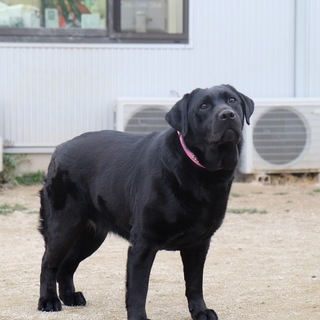 現在、応募多数のため一時中止しております。