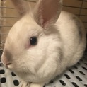 ミニウサギです