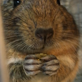 デグー　♀アグーチの里親様募集