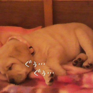 もうすぐお家に来て６年目だね