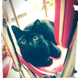 ソラネコ譲渡会