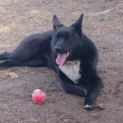 ラブラドールさんのボール、お気に入りなの！