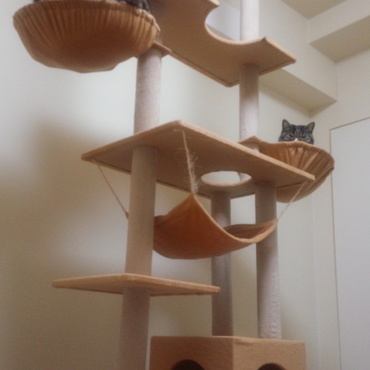 寝る準備万端の猫姉妹。キャットタワー、健在です！写真を撮りたくて電気を点けたら、奥にいる福にゃん抗議のまなざし？