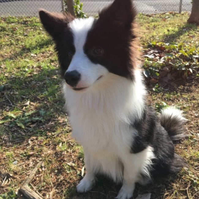 border.のカバー写真