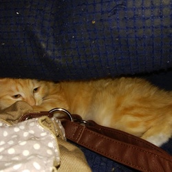 人間嫌いなおれー