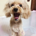 トイプードル♀アプリコット一時中断