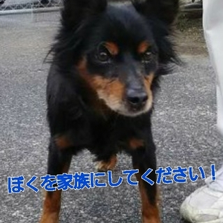 ぼくを家族にしてください！