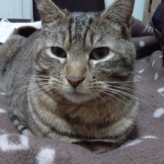 キジトラ1才引っ越しの為飼えなくなりました