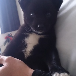 1か月半くらいの女の子