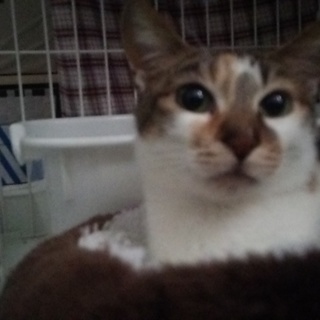 大きなお目目のみけ猫さん