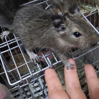 ノーマルデグーの赤ちゃん◇ありがとうございました◇