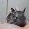 ノーマルデグーの赤ちゃん◇ありがとうございました◇ サムネイル4