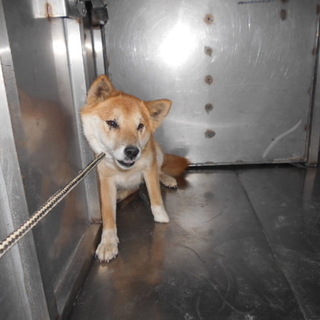 殺処分対象です