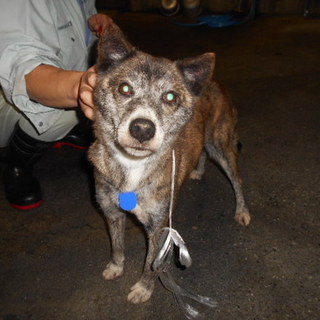 殺処分対象です