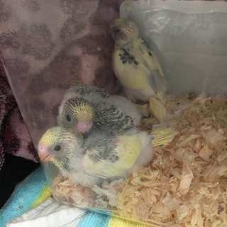 募集停止！(札幌市)セキセイインコ雛3羽