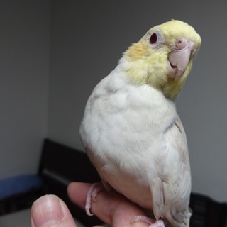 ファローの手乗りオカメインコ(1歳)の里親募集！