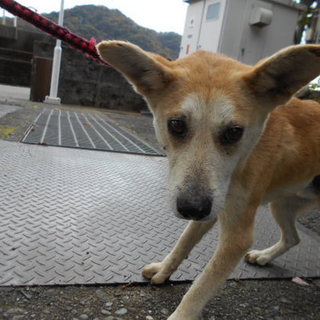 殺処分対象です