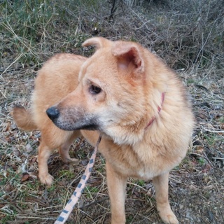 大型犬予想の女の子「8-1」