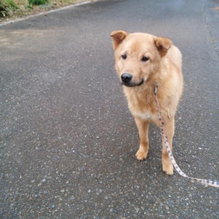 大型犬予想の男の子「8-5」