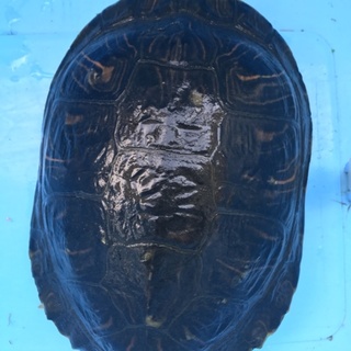 ミシシッピアカミミガメ