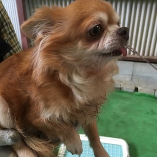 チワワノマリちゃん