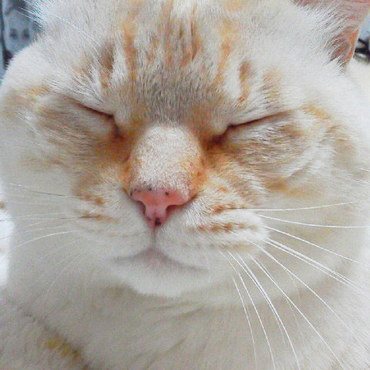 久しぶりの投稿だ！にゃぁ～♡かあちゃん！忘れられちゃうからちゃんと投稿してくれよにゃぁ。。