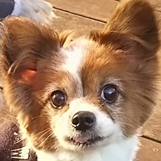 全盲ですが懸命に愛してくれる抱っこ大好きメグちゃん