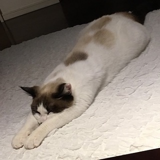 ちょっと寄り目のシャム柄レディー