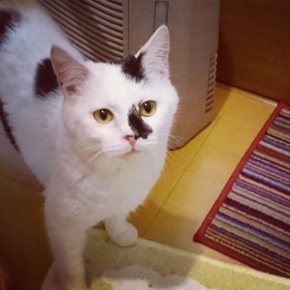 可愛い可愛い黒白の男の子です