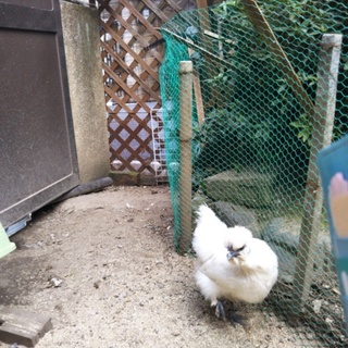 一時募集停止です