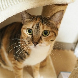 ♪まん丸お茶目なミケミケ、明里ちゃん♪