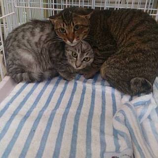 【福ねこハウスさんの元から里親募集】イカ耳蔵之介君