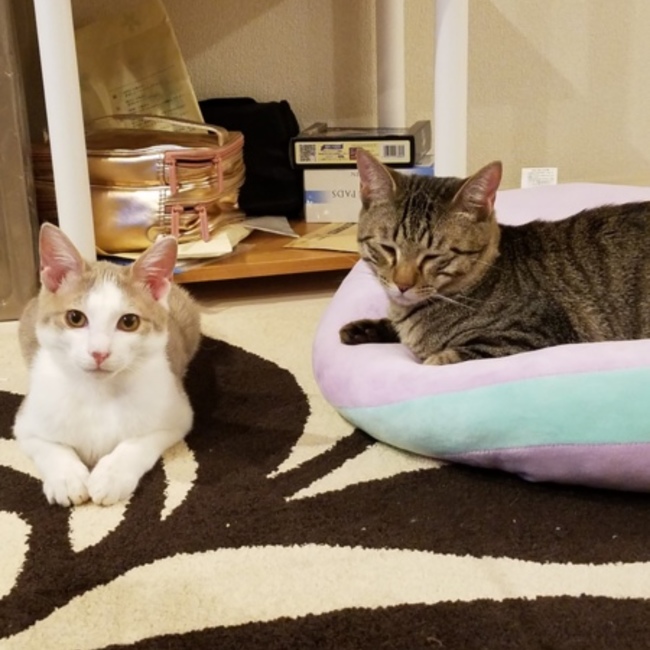 monkazuのカバー写真