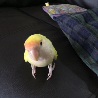 コザクラインコ１歳未満