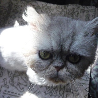 ぶさかわ*ペルシャシルバー？君