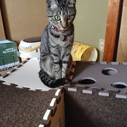 「雅(みやび)さん、ご機嫌ですね」サムネイル3