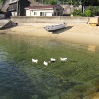 海あひる